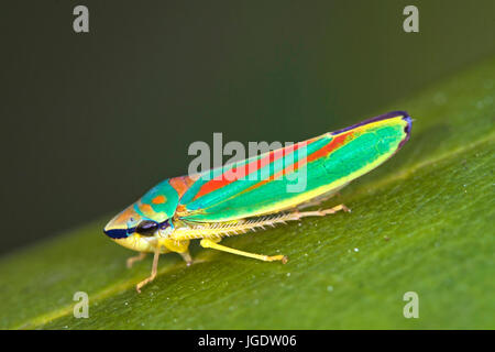 Rhododendronziukade, Graphocephala fennahi, Rhododendronziukade (Graphocephala fennahi) Foto Stock