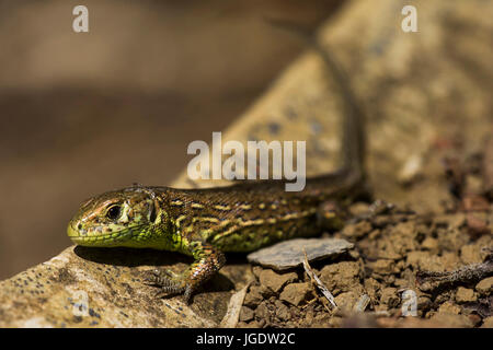 Recinzione lucertola Lacerta agilis, Zauneidechse (Lacerta agilis) Foto Stock