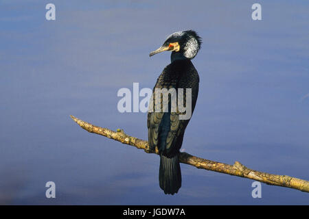 , Cormorano Phalacrocorax carbo, Kormoran (Phalacrocorax carbo) Foto Stock