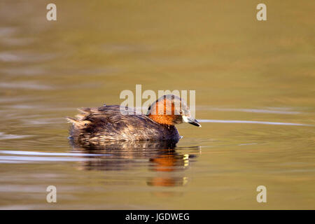 Midget subacqueo, Tachybaptus ruficollis, Zwergtaucher (Tachybaptus ruficollis) Foto Stock