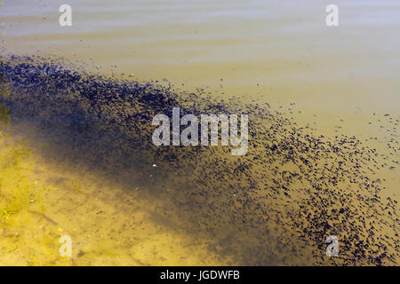 Tadpole sogno, Kaulquappenschwarm Foto Stock