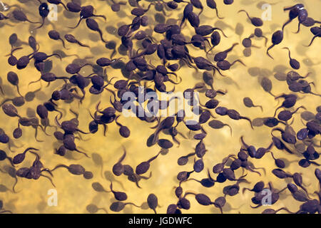 Tadpole sogno, Kaulquappenschwarm Foto Stock