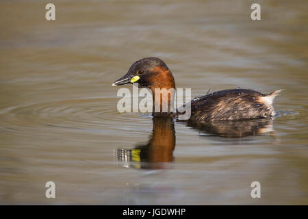 Midget subacqueo, Tachybaptus ruficollis, Zwergtaucher (Tachybaptus ruficollis) Foto Stock