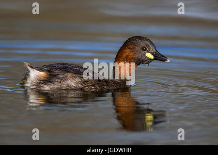 Midget subacqueo, Tachybaptus ruficollis, Zwergtaucher (Tachybaptus ruficollis) Foto Stock