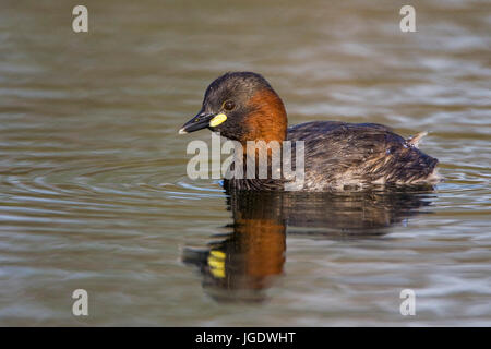 Midget subacqueo, Tachybaptus ruficollis, Zwergtaucher (Tachybaptus ruficollis) Foto Stock