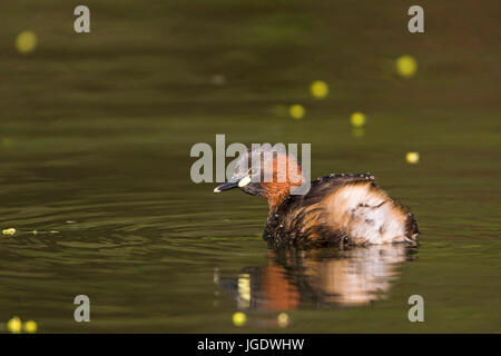 Midget subacqueo, Tachybaptus ruficollis, Zwergtaucher (Tachybaptus ruficollis) Foto Stock