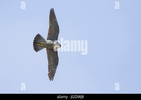 Falco pellegrino, Falco peregrinus, Wanderfalke (Falco peregrinus) Foto Stock