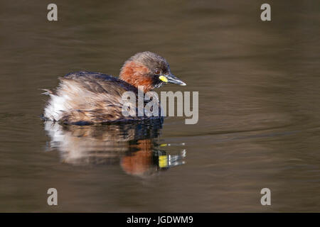 Midget subacqueo, Tachybaptus ruficollis, Zwergtaucher (Tachybaptus ruficollis) Foto Stock