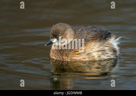 Midget subacqueo, Tachybaptus ruficollis, Zwergtaucher (Tachybaptus ruficollis) Foto Stock