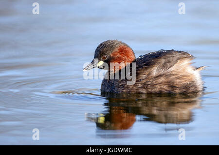 Midget subacqueo, Tachybaptus ruficollis, Zwergtaucher (Tachybaptus ruficollis) Foto Stock