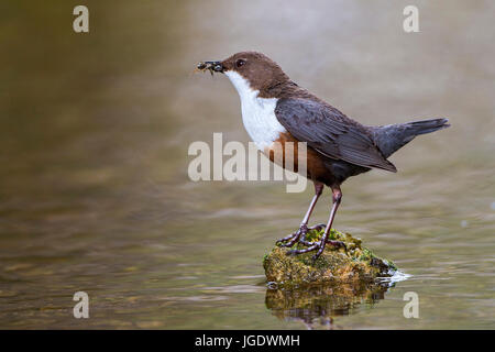 Acqua merlo, Cinclus cinclus, Wasseramsel (Cinclus cinclus) Foto Stock