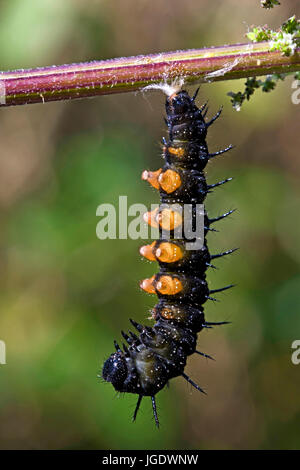 Giorno farfalla pavone, Inachis io caterpillar prima della Verpuppung, Tagpfauenauge (Inachis io) Raupe vor der Verpuppung Foto Stock