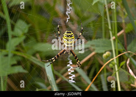 Wasp del pin, Argiope bruennichii, Wespenspinne (Argiope bruennichii) Foto Stock