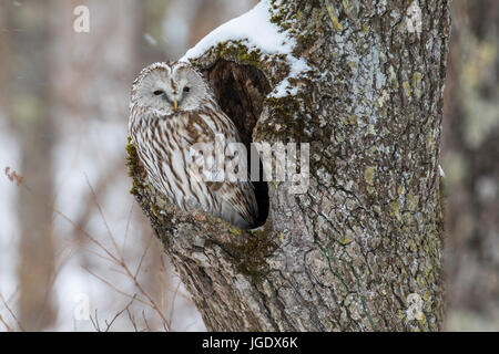 Hawk's gufo o allocco degli Urali, Strix uralensis, Habichtskauz oder Uralkauz ( Strix uralensis) Foto Stock