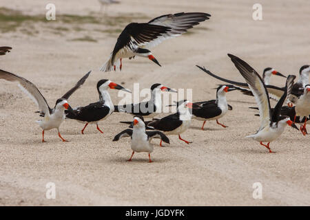 Mantello Nero mole becco, Rynchops Niger, Schwarzmantel-Scherenschnabel (Rynchops niger) Foto Stock