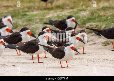 Mantello Nero mole becco, Rynchops Niger, Schwarzmantel-Scherenschnabel (Rynchops niger) Foto Stock