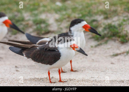 Mantello Nero mole becco, Rynchops Niger, Schwarzmantel-Scherenschnabel (Rynchops niger) Foto Stock