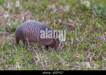 Armadillo-, 9 cinghia di bendaggio animale, Dasypus novemcinctus, Neunbinden-Gürteltier (Dasypus novemcinctus) Foto Stock