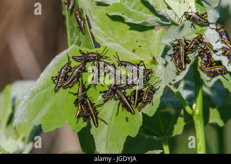 Gomma orientale grasshopper, Romalea guttata, Orientale gomma grasshopper (Romalea guttata) Foto Stock