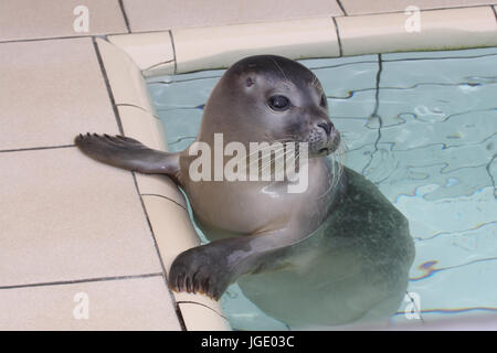 Guarnizione di giovani nell allevamento lavabo, Junger Seehund Aufzuchtbecken im Foto Stock