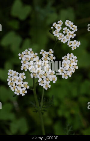 Sbocciato dal wild carota, Bluehte von Wilde Moehre Foto Stock