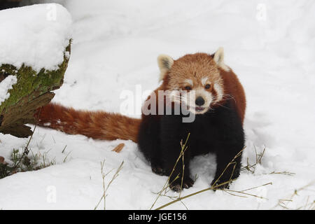 Panda rosso in inverno, Roter Panda im inverno Foto Stock