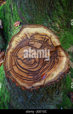 Ceppo di albero con lotta annuale, Baumstumpf mit Jahresringen Foto Stock