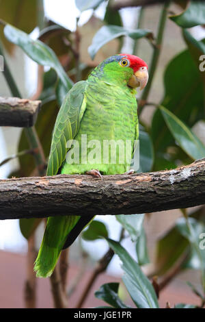 Guancia verde amazon , Gruenwangenamazone Foto Stock