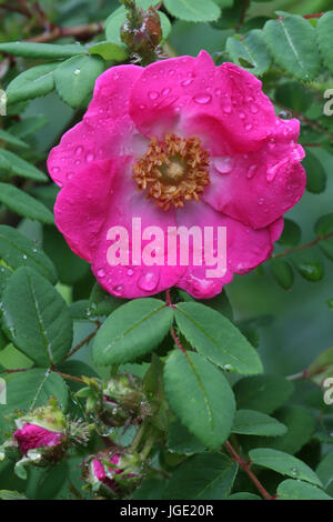 Mandarin rose, Mandarin-Rose Foto Stock