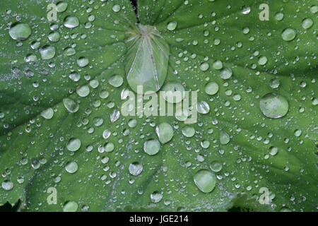 Gocce di acqua sul foglio della donna Cappotto Wassertropfen auf Blatt des Frauenmantel Foto Stock