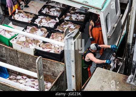 Pattino commerciale bottino di pesca, Chatham Cape Cod, Massachusetts, STATI UNITI D'AMERICA. Foto Stock