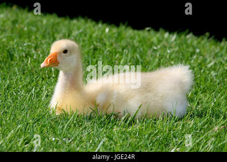 Giovane oca casa sul prato, Junge Hausgans auf Wiese Foto Stock