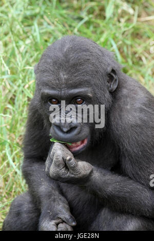 Giovani pianura gorilla Junger Flachlandgorilla Foto Stock