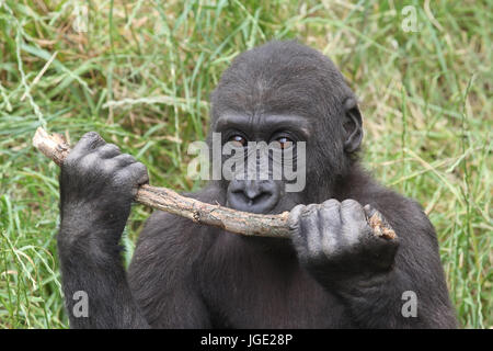 Giovani gorilla di pianura con pavimento, Junger Flachlandgorilla mit Stock Foto Stock