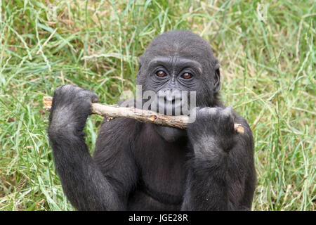Giovani gorilla di pianura con pavimento, Junger Flachlandgorilla mit Stock Foto Stock