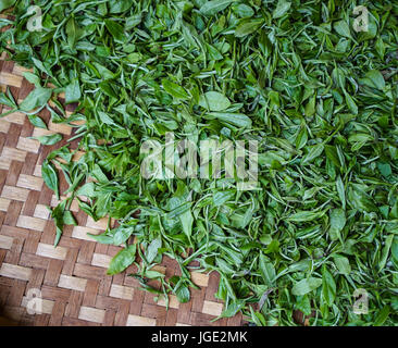 Asciugando le foglie di tè nel cestello di bambù. Close up. Foto Stock