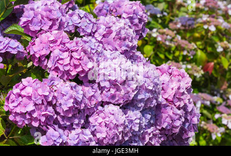 Mauve / Rosa Mophead ortensie (Hydrangea macrophylla) arbusti da fiore cresce in estate nel Regno Unito. Foto Stock