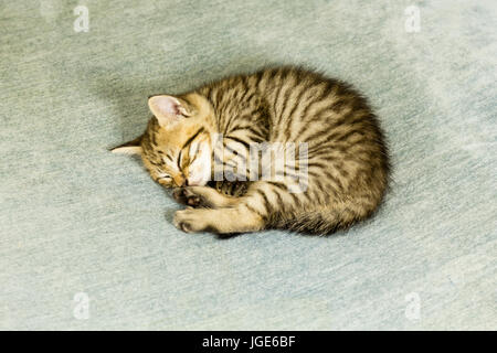 Gattino con strisce di tigre che dorme sul divano blu Foto Stock