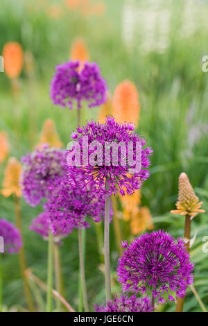 Allium "viola" sensazione di fronte Kniphofia Fiery "Fred". Foto Stock