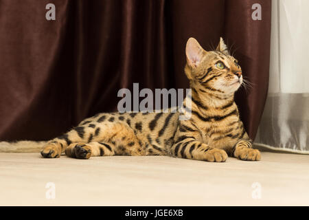 Gatto bengala all'età di 5 mesi giace sul piano di appoggio dopo la riproduzione Foto Stock