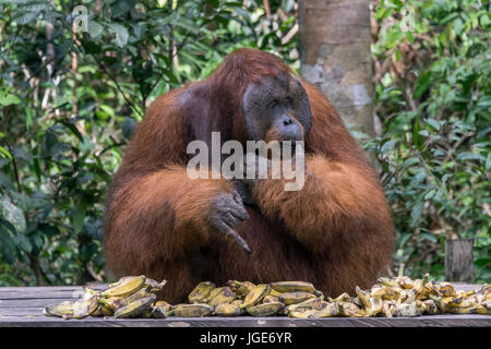 Scelta difficile, maschio flangiato Bornean orangutan cercando di scegliere una banana da un gran mucchio, Tanjung messa NP, Kalimantan, Indonesia Foto Stock