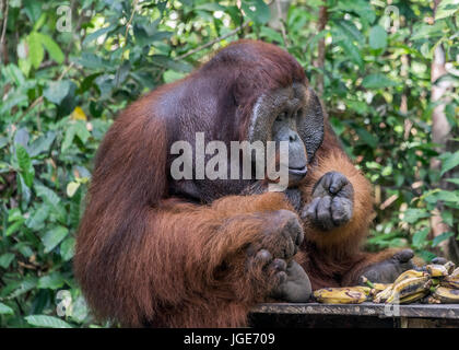 Maschio flangiato organutan ispezionando le sue unghie su una piattaforma di alimentazione, Tanjung messa National Park, Kalimantan, Indonesia Foto Stock