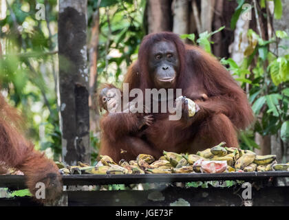 Il bambino e la madre paura di un grande maschio orangutan, stazione di alimentazione, Tanjung messa NP, Indonesia Foto Stock