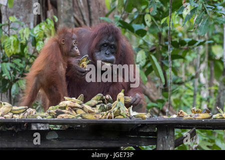 Baby orangutan accattonaggio madre per una banana dalla stazione di alimentazione, Tanjung messa NP, Indonesia Foto Stock