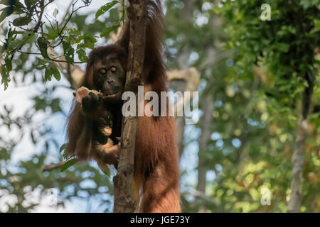 Madre orangutan appeso a un albero con un pezzo di frutta e un bambino, Tanjung messa NP, Kalimantan, Indonesia