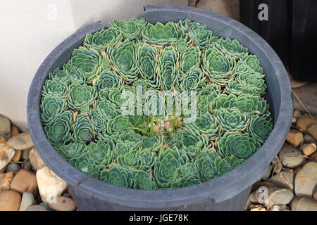 Chiudere l immagine di Echeveria glauca o noto come Aeonium o noto come verde succulente Rose Foto Stock