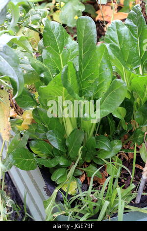 Homegrown cavolo cinese o pak choi su letto di verdure Foto Stock