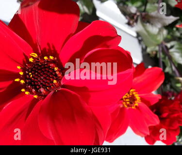 Dahlia Vescovo di Llandaff Foto Stock