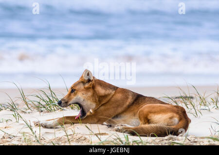 Dingo su cento miglia di spiaggia, l'Isola di Fraser, Queensland, Australia Foto Stock