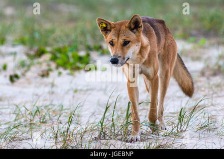 Dingo su cento miglia di spiaggia, l'Isola di Fraser, Queensland, Australia Foto Stock